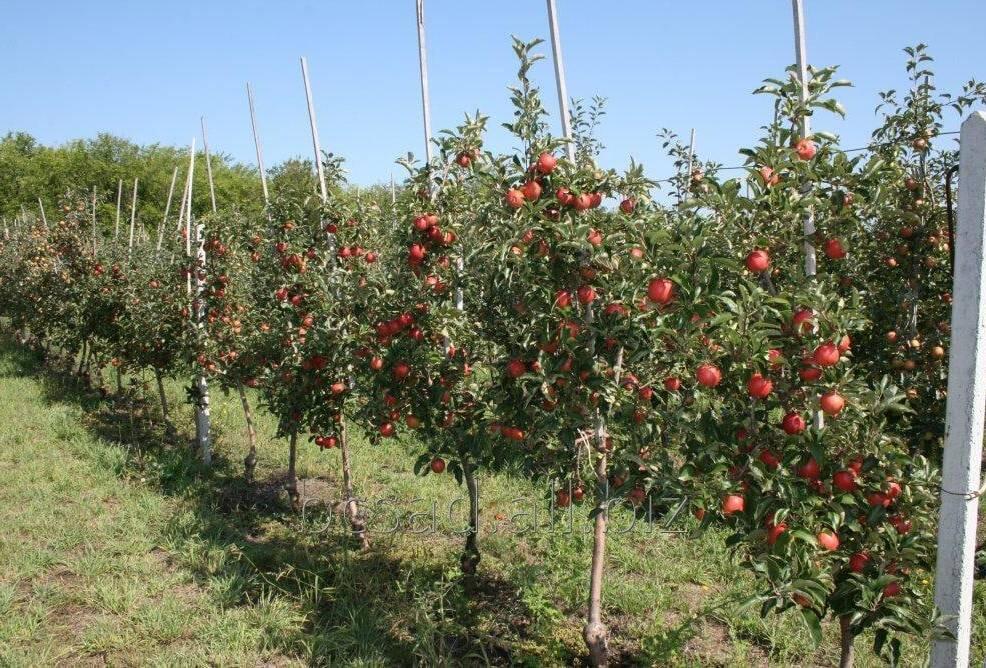 Новые меры для производства продукции в домохозяйствах Узбекистана
